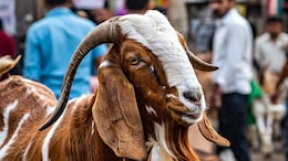 Bakrid: अजमेर के बकरा बाजार में 120 किलो के अजमेरा पर टिकी सबकी निगाहें, कीमत सुन दंग रह जाएंगे!