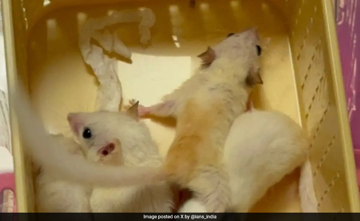 Indian National Detained for Smuggling Endangered Wildlife