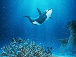 Drones Find Orcas Crafting Tools Out Of Kelp, Using Them For Grooming Drones Find Orcas Crafting Tools Out Of Kelp, Using Them For Grooming
