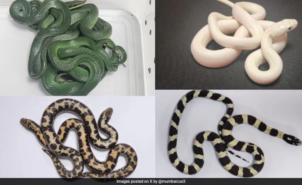 Индия Индийските митнически служители в Мумбай заявиха че са спрели