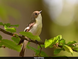 What Songbirds Can Teach Us About Divorce And Moving On What Songbirds Can Teach Us About Divorce And Moving On