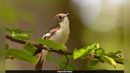 City Noise, Lights Disrupt Birds Sleep And Songs: Study