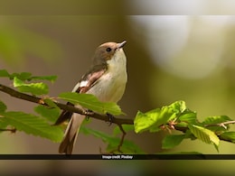 City Noise, Lights Disrupt Birds Sleep And Songs: Study City Noise, Lights Disrupt Birds Sleep And Songs: Study