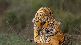 Sariska: "ऐसे तो जंगल का सत्यानाश हो जाएगा", सरिस्का टाइगर रिजर्व में बड़े बदलाव की तैयारी, जानिए क्यों हो रहा है इसका विरोध?