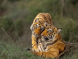 Sariska: "ऐसे तो जंगल का सत्यानाश हो जाएगा", सरिस्का टाइगर रिजर्व में बड़े बदलाव की तैयारी, जानिए क्यों हो रहा है इसका विरोध? Sariska: "ऐसे तो जंगल का सत्यानाश हो जाएगा", सरिस्का टाइगर रिजर्व में बड़े बदलाव की तैयारी, जानिए क्यों हो रहा है इसका विरोध?