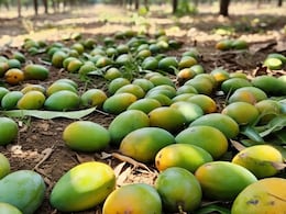 Why Mangoes Fall Before They're Ripe