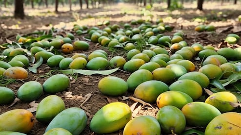 Why Mangoes Fall Before They're Ripe