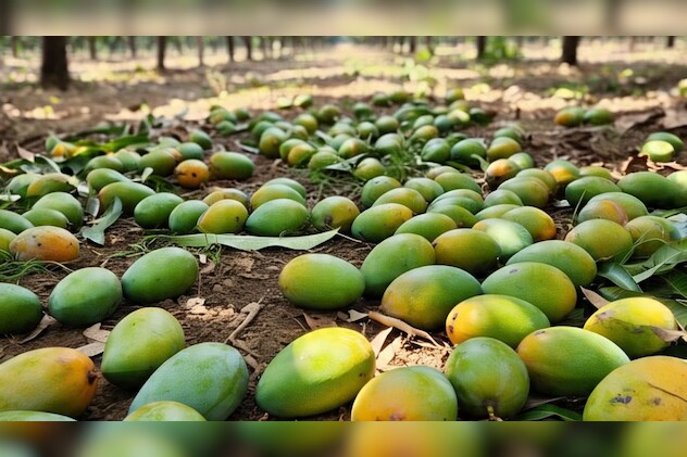 Mangoes lying on ground Mangoes lying on ground