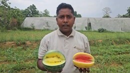Watermelon Man: कोरिया के इस नौजवान ने रंग बिरंगे तरबूजे का उत्पादन कर बदल दी परिवार की तस्वीर, जानें - कैसे किया कमाल?