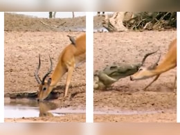 Video: पानी पीते वक्त मौत ने दबोचा, मगरमच्छ का इम्पाला पर बिजली जैसी स्पीड से हमला Video: पानी पीते वक्त मौत ने दबोचा, मगरमच्छ का इम्पाला पर बिजली जैसी स्पीड से हमला