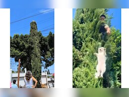 35 फीट ऊंचे पेड़ पर मिला पालतू कुत्ता, देख मालिक भी रह गया हक्का बक्का, कहा- आखिर इतनी ऊपर पहुंचा कैसे