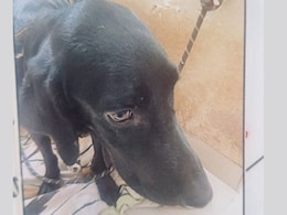 Woman Kills Pet Dog In 'Tantric' Ritual, Decomposed Body Found At Bengaluru Home Woman Kills Pet Dog In 'Tantric' Ritual, Decomposed Body Found At Bengaluru Home