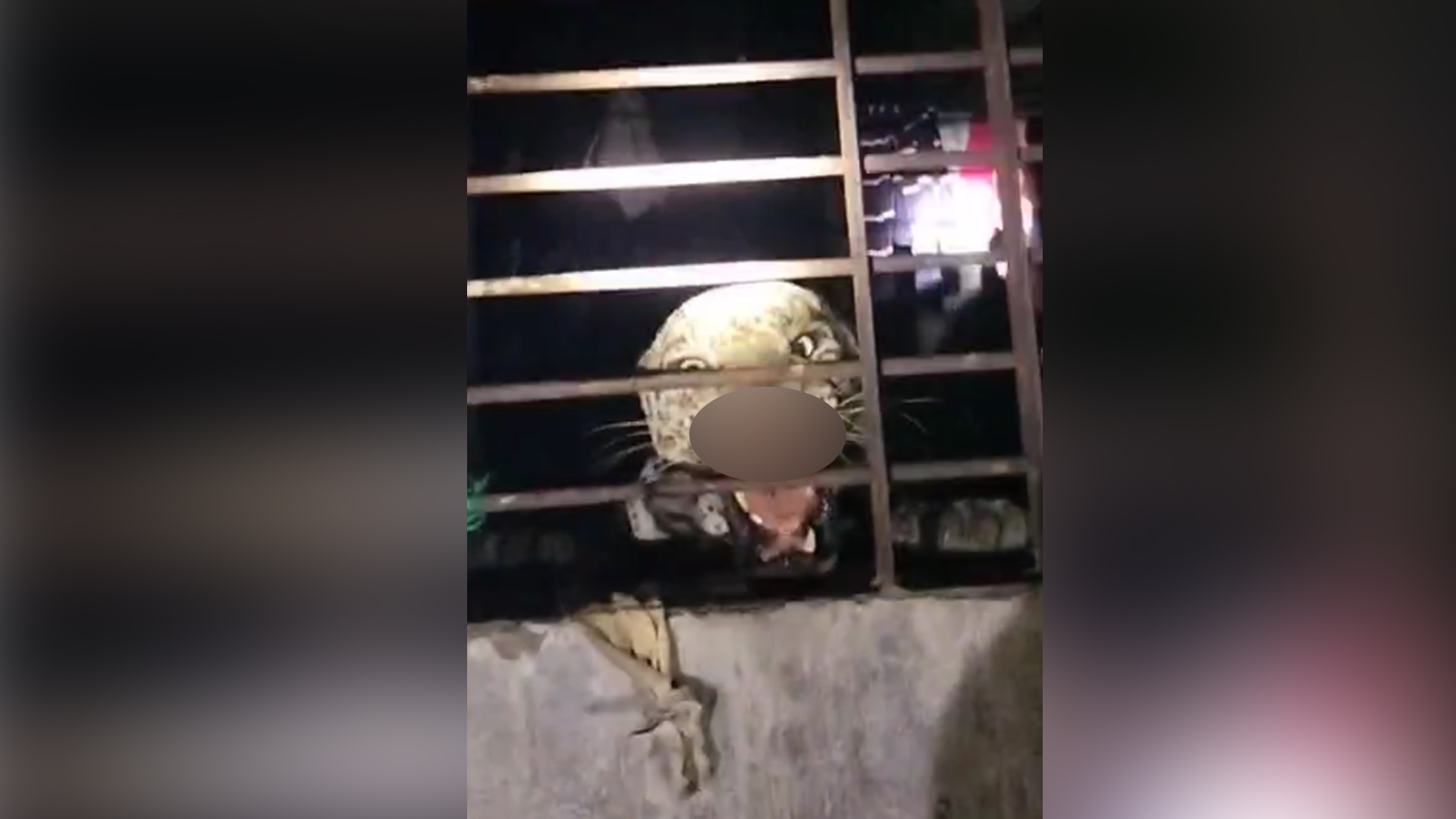 Leopard Walks Into House At Night, Nashik Family Locks Themselves In Room
