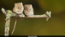 In A First, Scientists Create Healthy, Fertile Mice From DNA Of Two Fathers