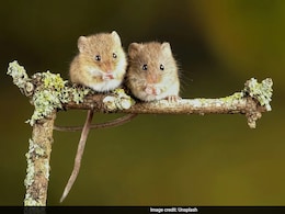 In A First, Scientists Create Healthy, Fertile Mice From DNA Of Two Fathers In A First, Scientists Create Healthy, Fertile Mice From DNA Of Two Fathers