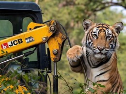 राजस्थान में हेलीपैड पर आया टाइगर, प्रशासन की फूली सांसें; JCB की मदद से मां के पास पहुंचाया राजस्थान में हेलीपैड पर आया टाइगर, प्रशासन की फूली सांसें; JCB की मदद से मां के पास पहुंचाया