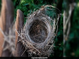 Birds Build Nests Using Fibre Optics Found In FPV Drones In Ukraine Birds Build Nests Using Fibre Optics Found In FPV Drones In Ukraine