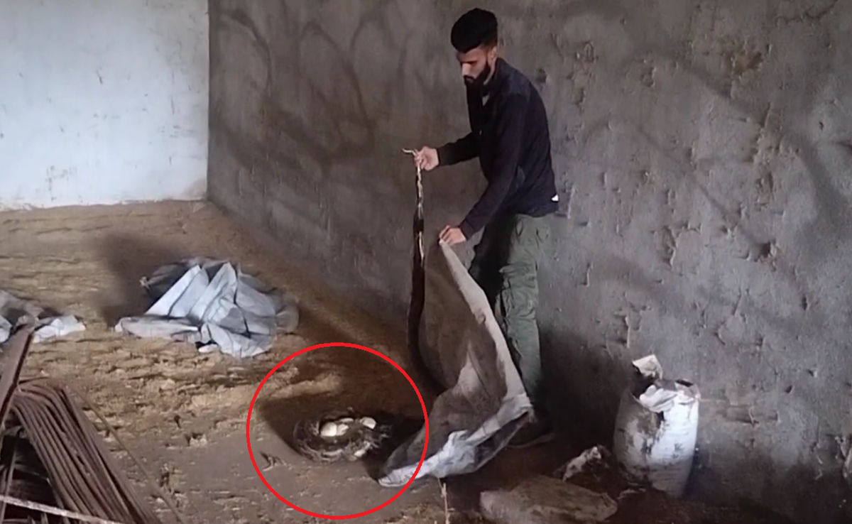 CG News: प्राइवेट फार्म हाउस से 25 अंडों के साथ 12 फीट लंबे इंडियन रॉक पाइथन का रेस्क्यू, क्या है सजा?