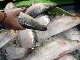 जयपुर में 300 किलो मछलियां जब्त, हेरिटेज निगम ने शहर में की बड़ी कार्रवाई जयपुर में 300 किलो मछलियां जब्त, हेरिटेज निगम ने शहर में की बड़ी कार्रवाई