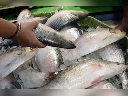 राजस्थान में मछली बेचने पर लगी रोक, भजनलाल सरकार ने लिया बड़ा फैसला