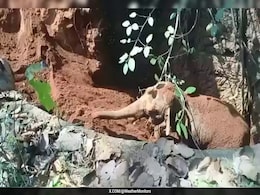 Watch: Baby Elephant Rescued From Pit In Chhattisgarh, Thanks Its Saviour Before Returning To Jungle Watch: Baby Elephant Rescued From Pit In Chhattisgarh, Thanks Its Saviour Before Returning To Jungle