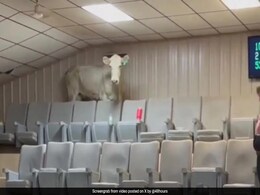 Watch: Cow Causes Chaos At Livestock Auction, Climbs Bleachers, Damages Roof Watch: Cow Causes Chaos At Livestock Auction, Climbs Bleachers, Damages Roof