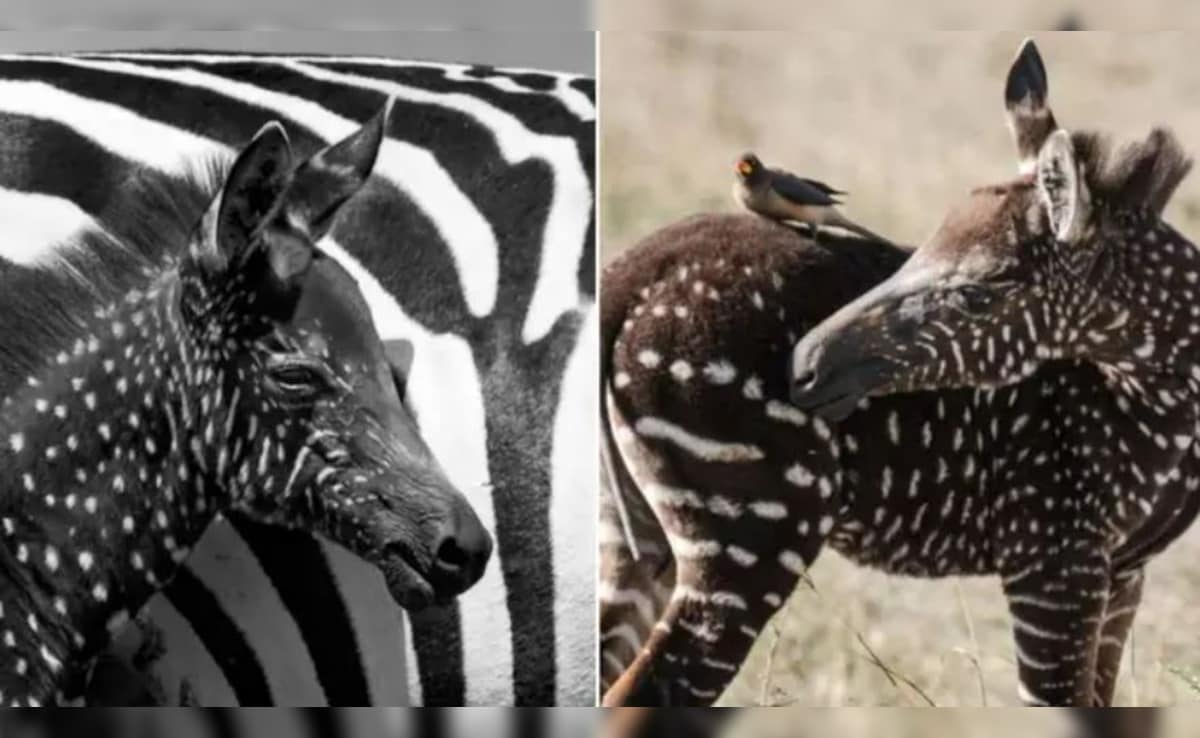 Latest and Breaking News on NDTV Latest and Breaking News on NDTV