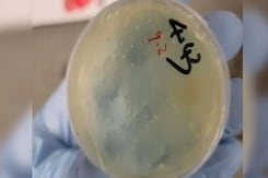 FBI Arrests Another Chinese National On Charges Of Smuggling Biological Material FBI Arrests Another Chinese National On Charges Of Smuggling Biological Material