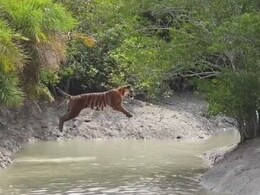 30 फुटांची झेप... वाघाने एका क्षणात न धावता ओलांडली नदी, Video पाहून व्हाल थक्क!