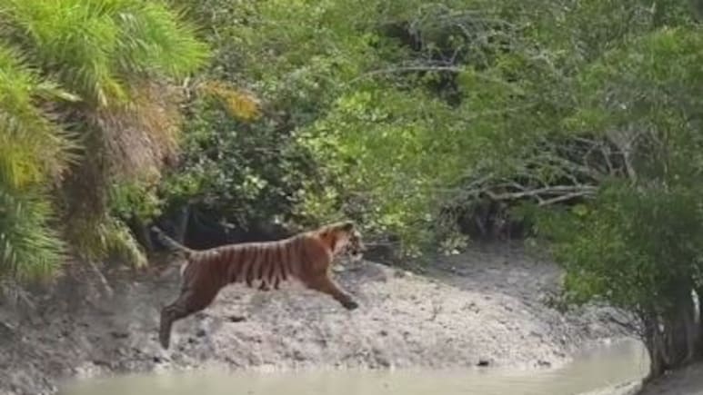 30 फुटांची झेप... वाघाने एका क्षणात न धावता ओलांडली नदी, Video पाहून व्हाल थक्क!