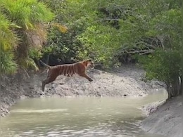 30 फीट की छलांग...बाघ ने एक झटके में बिना दौड़े पार की नदी, वीडियो देख दंग रह गए लोग 30 फीट की छलांग...बाघ ने एक झटके में बिना दौड़े पार की नदी, वीडियो देख दंग रह गए लोग