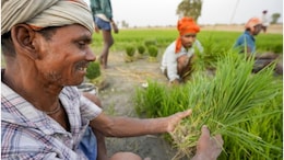 Rajasthan Rains: राजस्थान में मानसूनी बारिश से किसानों के चेहरे खिले, समय से होगी खरीफ फसल की बुवाई