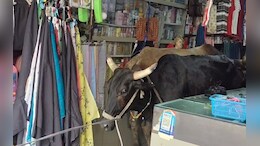 बाजार में सांडों का तांडव: दुकान में घुसकर मचाई तबाही, दुकानदार परेशान, प्रशासन नाकाम