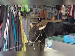 बाजार में सांडों का तांडव: दुकान में घुसकर मचाई तबाही, दुकानदार परेशान, प्रशासन नाकाम