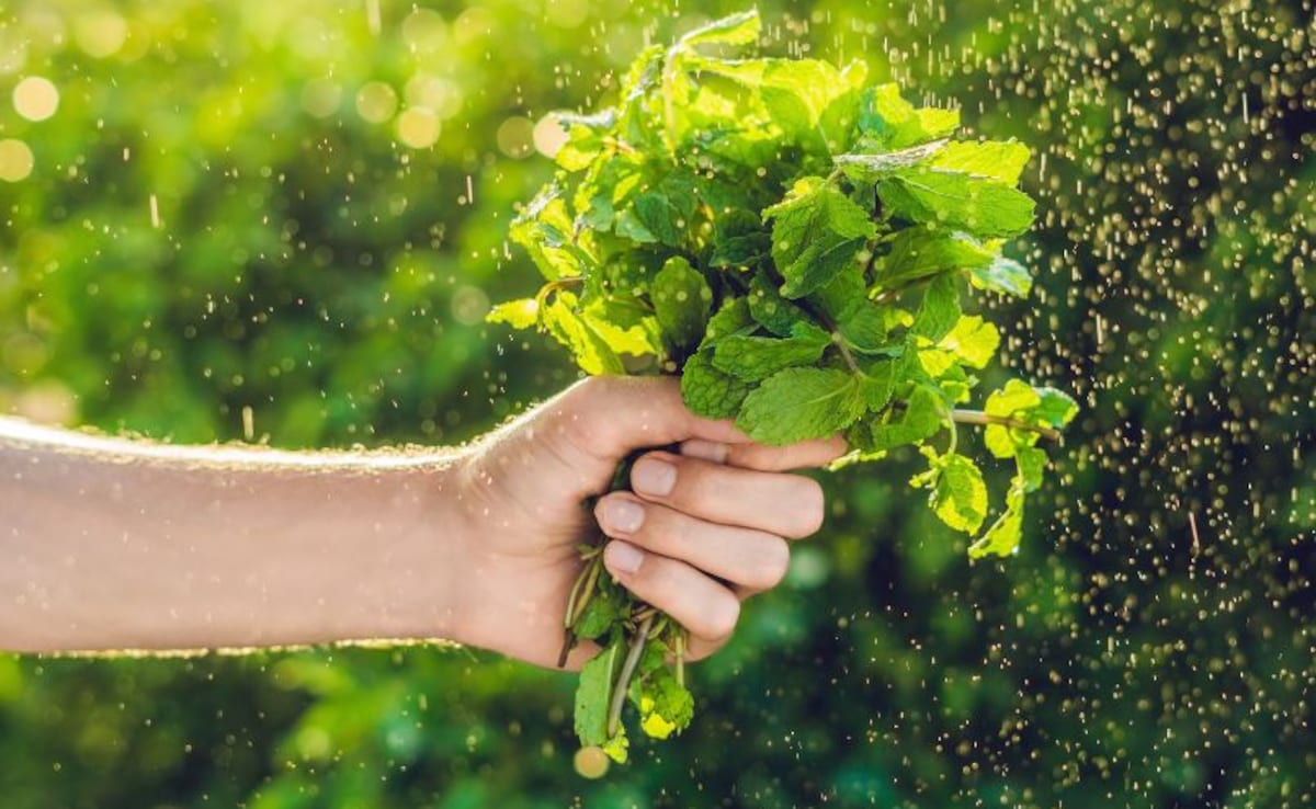 Latest and Breaking News on NDTV Latest and Breaking News on NDTV