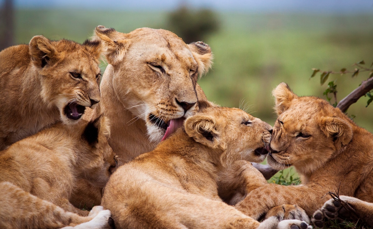 Photo: iStock Photo: iStock
