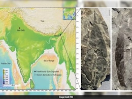 24-Million-Year-Old Fossil Unearthed In Assam Reveals Stunning Link To Western Ghats 24-Million-Year-Old Fossil Unearthed In Assam Reveals Stunning Link To Western Ghats