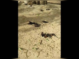 यूपी के ललितपुर में भीषण गर्मी, 43 डिग्री तापमान में पेड़ से गिरे सैकड़ों चमगादड़, गांव में हड़कंप  यूपी के ललितपुर में भीषण गर्मी, 43 डिग्री तापमान में पेड़ से गिरे सैकड़ों चमगादड़, गांव में हड़कंप