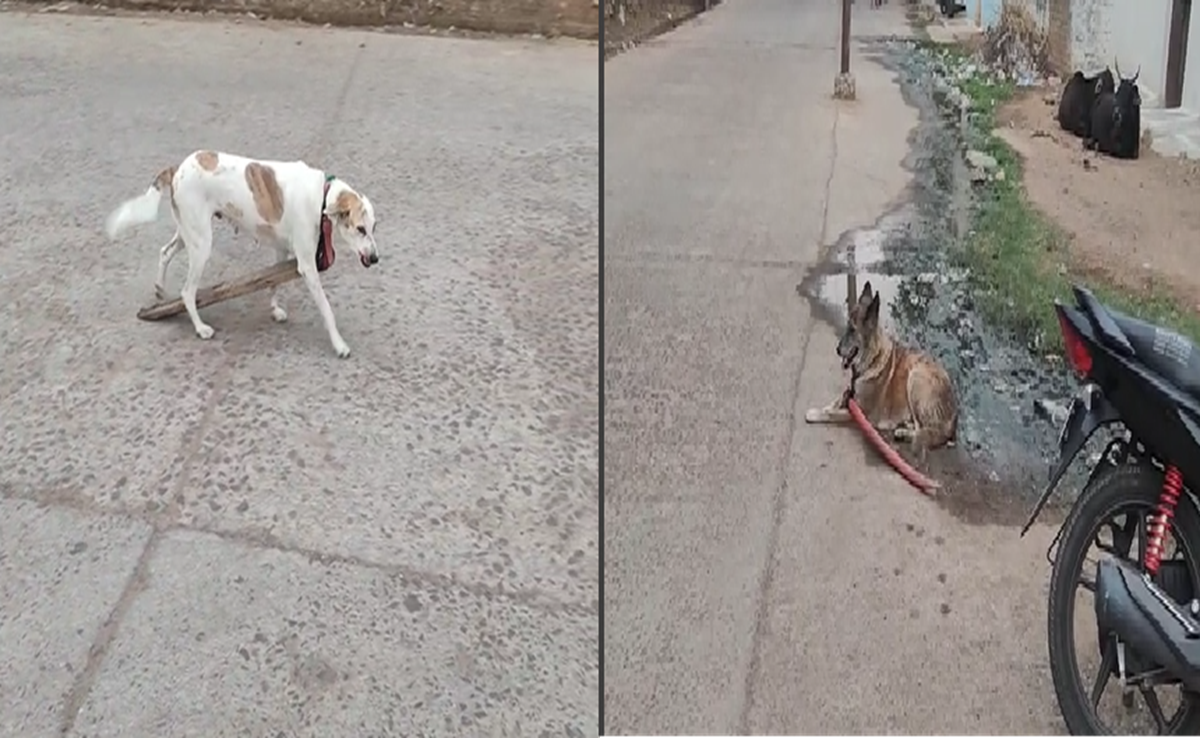 Animal Cruelty: अमानवीयता! छतरपुर में बेजुबान डॉग्स के गले में बेड़ियां, पशुप्रेमियों ने की ये अपील