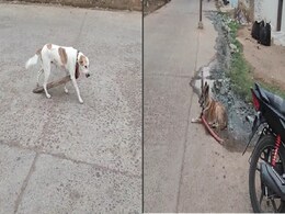 Animal Cruelty: अमानवीयता! छतरपुर में बेजुबान डॉग्स के गले में बेड़ियां, पशुप्रेमियों ने की ये अपील Animal Cruelty: अमानवीयता! छतरपुर में बेजुबान डॉग्स के गले में बेड़ियां, पशुप्रेमियों ने की ये अपील