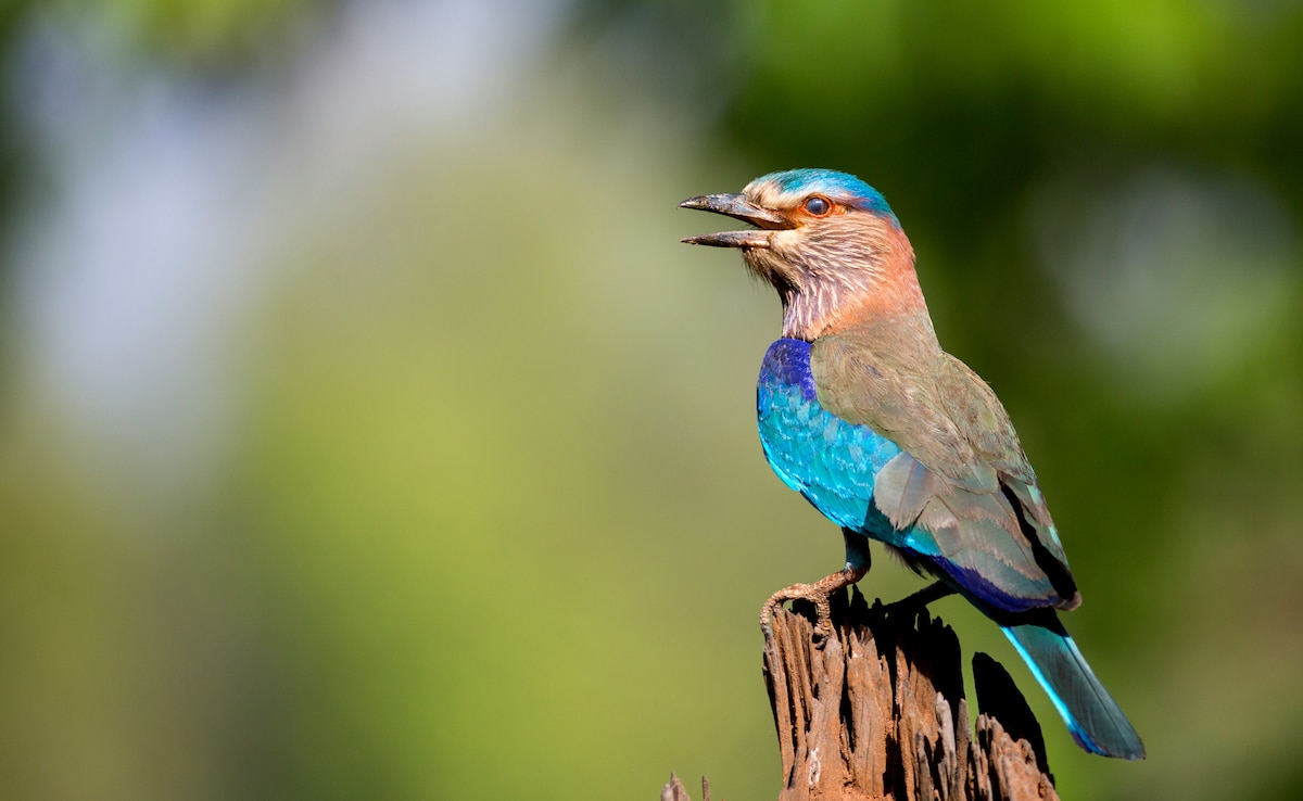 Indian roller. Photo: Unsplash Indian roller. Photo: Unsplash