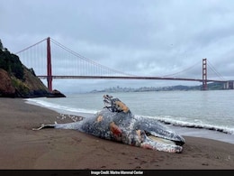 Mysterious Death Of Gray Whales In San Francisco Bay Puzzles Scientists Mysterious Death Of Gray Whales In San Francisco Bay Puzzles Scientists