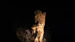 6 Things You Should Never Do On A Night Safari