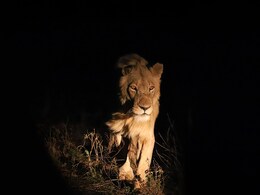 6 Things You Should Never Do On A Night Safari 6 Things You Should Never Do On A Night Safari
