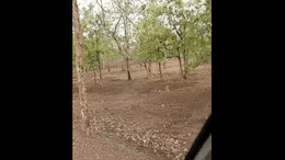 Sagar Tiger Reserve: रानी दुर्गावती टाइगर रिजर्व में नजर आया बाघ, पर्यटकों ने बनाया वीडियो