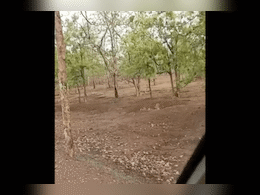Sagar Tiger Reserve: रानी दुर्गावती टाइगर रिजर्व में नजर आया बाघ, पर्यटकों ने बनाया वीडियो Sagar Tiger Reserve: रानी दुर्गावती टाइगर रिजर्व में नजर आया बाघ, पर्यटकों ने बनाया वीडियो