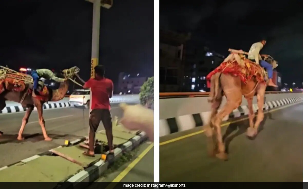 Видео на видимо неравновесен мъж яздил камила на PV Narasimha