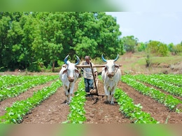 Farmers News: धक्कादायक! 'या' कारणाने 6 महिन्यांत पश्चिम विदर्भात 527 शेतकऱ्यांच्या आत्महत्या