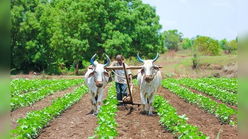 Farmers News: धक्कादायक! 'या' कारणाने 6 महिन्यांत पश्चिम विदर्भात 527 शेतकऱ्यांच्या आत्महत्या
