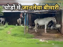 Horse Death: घोड़ों को हुई जानलेवा बीमारी तो जहर देकर मार डाला, कलेक्टर ने क्यों लिया ये फैसला? Horse Death: घोड़ों को हुई जानलेवा बीमारी तो जहर देकर मार डाला, कलेक्टर ने क्यों लिया ये फैसला?